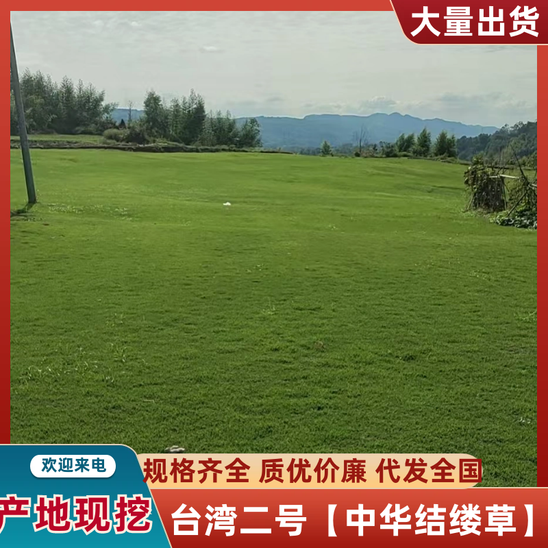 台湾二号【中华结缕草】全国发货以质量求生存、以信誉求发展