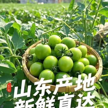 青甜小番茄，现摘现发，早餐配酸奶、脆甜多汁