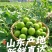 青甜小番茄，现摘现发，早餐配酸奶、脆甜多汁