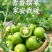 青甜小番茄，现摘现发，早餐配酸奶、脆甜多汁