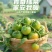 青甜小番茄，现摘现发，早餐配酸奶、脆甜多汁