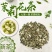 广西茉莉花茶叶2025新茶横县曲螺银螺浓香型茶叶散装批发