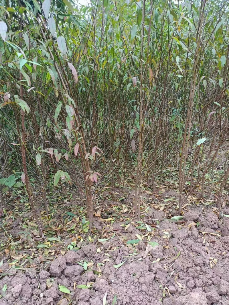 【毛桃苗】毛桃苗实生毛桃苗野生毛桃苗