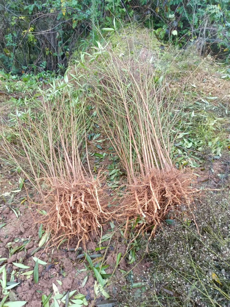 【毛桃苗】毛桃苗实生毛桃苗野生毛桃苗