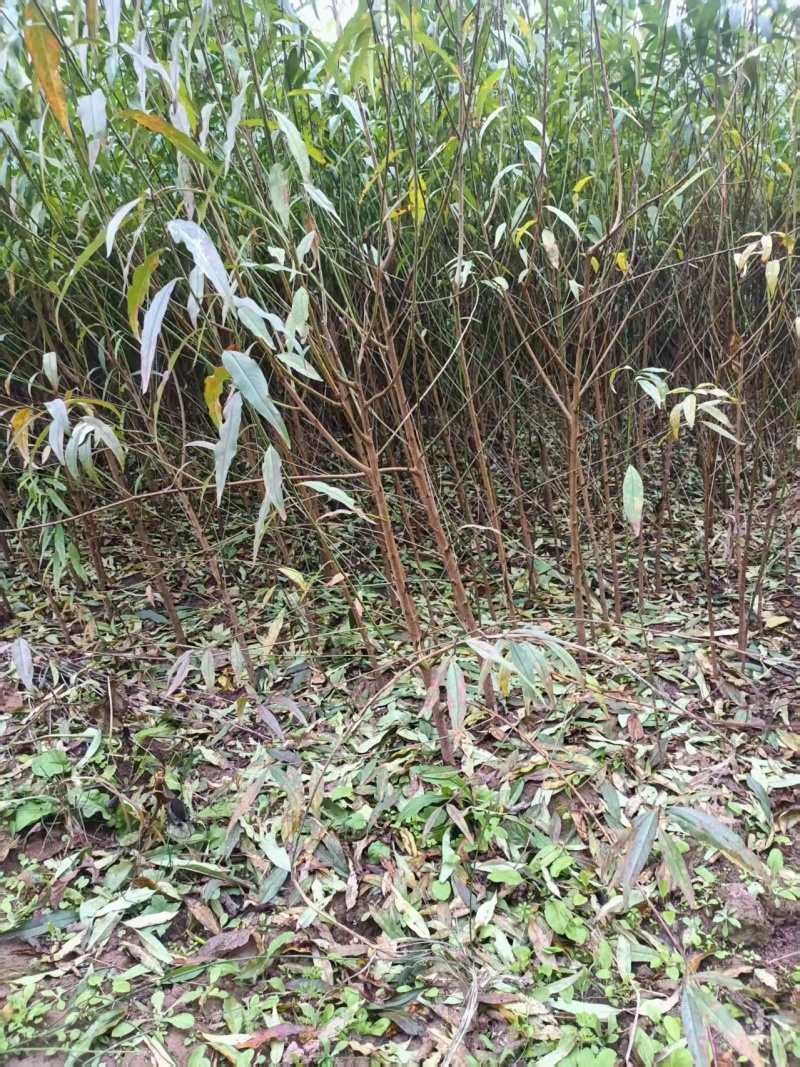 【毛桃苗】毛桃苗实生毛桃苗野生毛桃苗