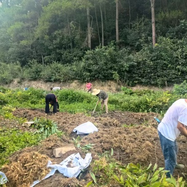 鲜尾生药材大量供应现挖现发对接全国新老客户欢迎来电