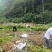 鲜尾生药材大量供应现挖现发对接全国新老客户欢迎来电