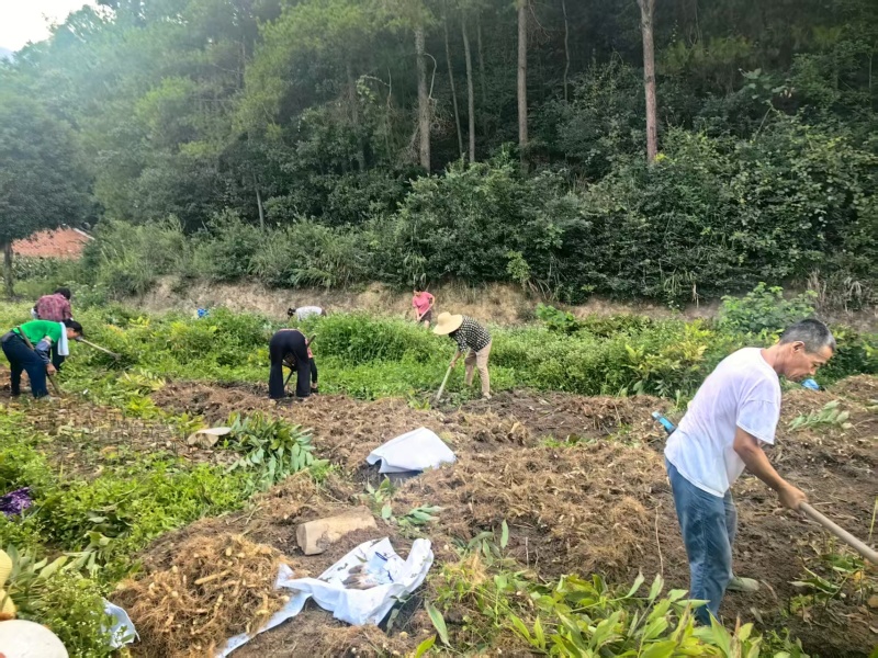 鲜尾生药材大量供应现挖现发对接全国新老客户欢迎来电