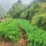 鲜尾生药材大量供应现挖现发对接全国新老客户欢迎来电