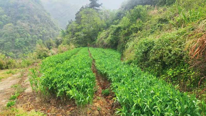 鲜尾生药材大量供应现挖现发对接全国新老客户欢迎来电