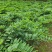 鲜尾生药材大量供应现挖现发对接全国新老客户欢迎来电