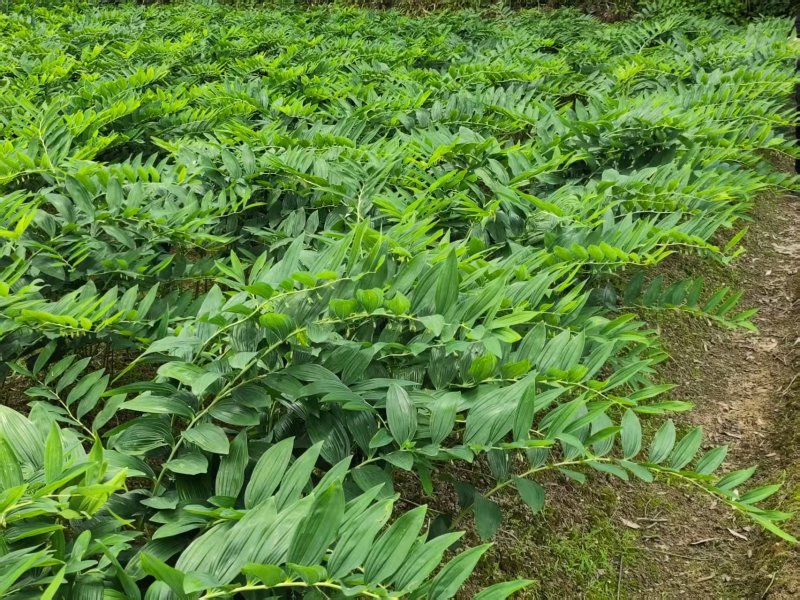 鲜尾生药材大量供应现挖现发对接全国新老客户欢迎来电