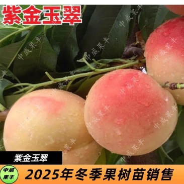 紫金玉翠7月20日左右成熟果肉白肉质硬脆味甜主挂树时间长