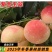 紫金玉翠7月20日左右成熟果肉白肉质硬脆味甜主挂树时间长