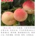 紫金玉翠7月20日左右成熟果肉白肉质硬脆味甜主挂树时间长