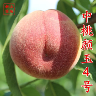 颜玉4号桃苗早熟6月早熟脆甜桃苗红不软中