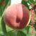 颜玉4号桃苗早熟6月早熟脆甜桃苗红不软中