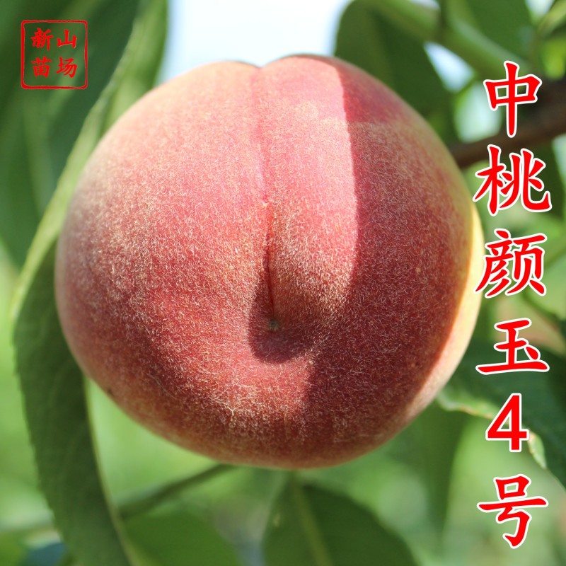 颜玉4号桃苗早熟6月早熟脆甜桃苗红不软中