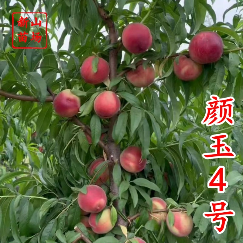 颜玉4号桃苗早熟6月早熟脆甜桃苗红不软中