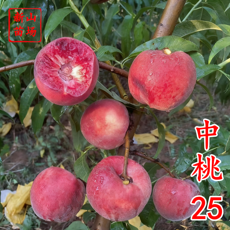 【中桃25号桃苗】中桃25号血桃苗紫桃苗红肉血桃猪血桃树
