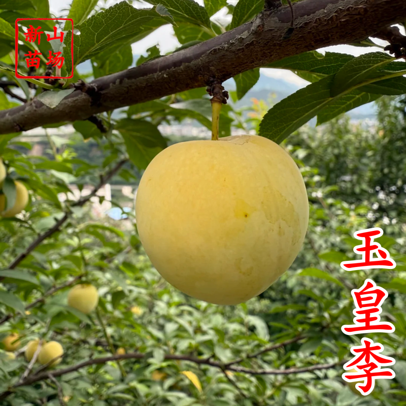 玉皇李桃花李御黄李黄肉果大肉厚核小丰产易管理李子树
