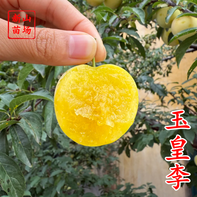 玉皇李桃花李御黄李黄肉果大肉厚核小丰产易管理李子树