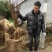 玉皇李桃花李御黄李黄肉果大肉厚核小丰产易管理李子树
