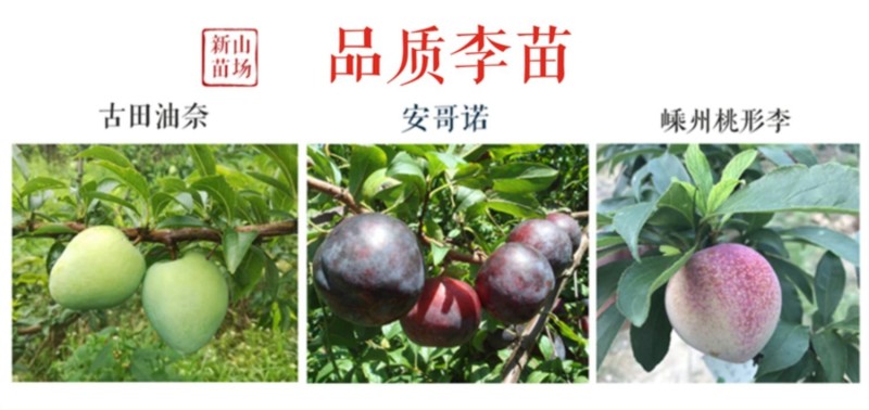 玉皇李桃花李御黄李黄肉果大肉厚核小丰产易管理李子树