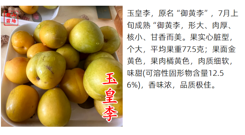 玉皇李桃花李御黄李黄肉果大肉厚核小丰产易管理李子树