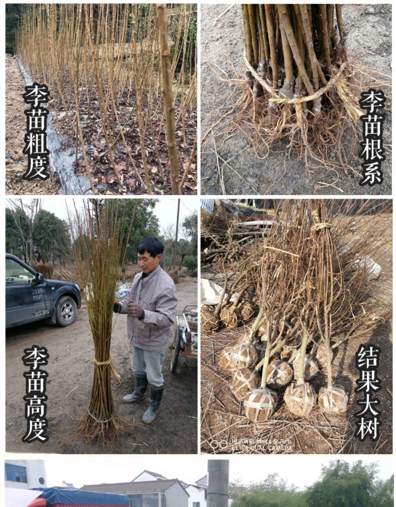 玉皇李桃花李御黄李黄肉果大肉厚核小丰产易管理李子树