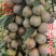 苏达木李6月熟高产碧绿红心李香味浓近似味帝嫁接李子树