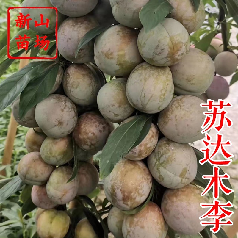 苏达木李6月熟高产碧绿红心李香味浓近似味帝嫁接李子树