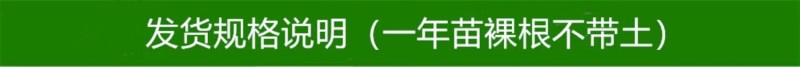 苏达木李6月熟高产碧绿红心李香味浓近似味帝嫁接李子树