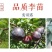 苏达木李6月熟高产碧绿红心李香味浓近似味帝嫁接李子树