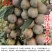 苏达木李6月熟高产碧绿红心李香味浓近似味帝嫁接李子树