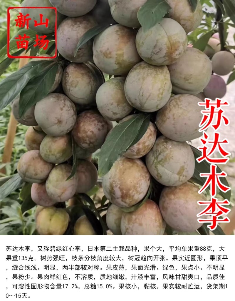 苏达木李6月熟高产碧绿红心李香味浓近似味帝嫁接李子树