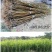 苏达木李6月熟高产碧绿红心李香味浓近似味帝嫁接李子树