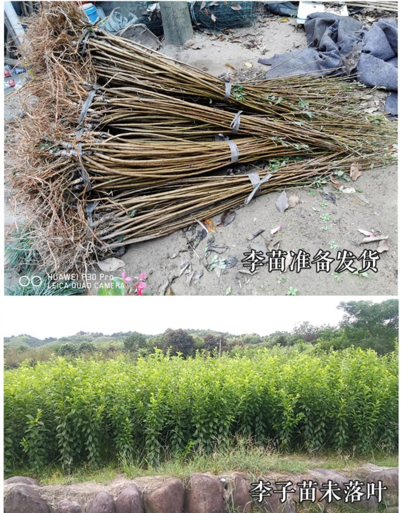 苏达木李6月熟高产碧绿红心李香味浓近似味帝嫁接李子树