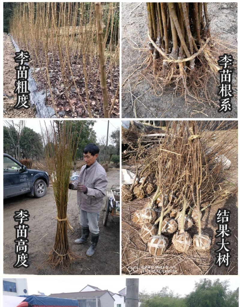 苏达木李6月熟高产碧绿红心李香味浓近似味帝嫁接李子树