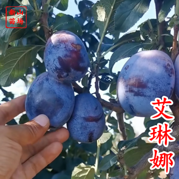 艾琳娜晚熟新品种9月艾琳娜新疆西梅李子树苗