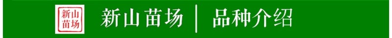 艾琳娜晚熟新品种9月艾琳娜新疆西梅李子树苗