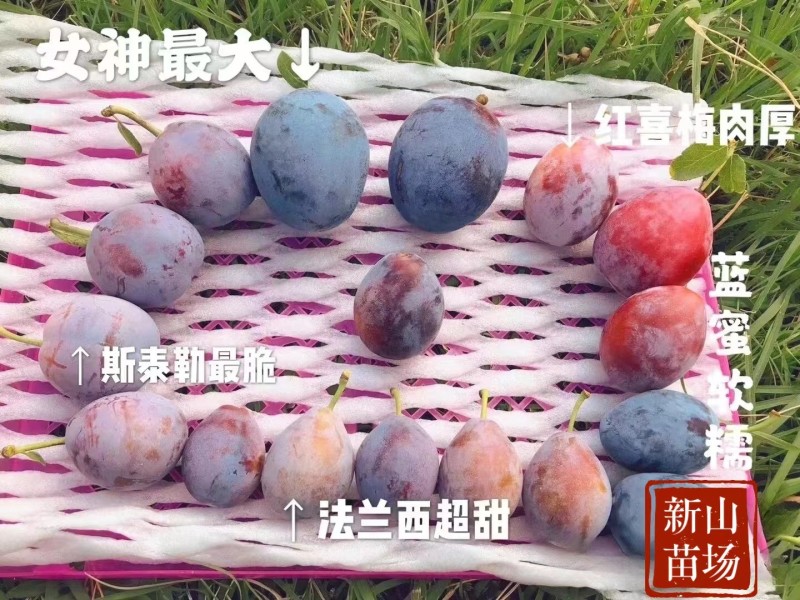 艾琳娜晚熟新品种9月艾琳娜新疆西梅李子树苗