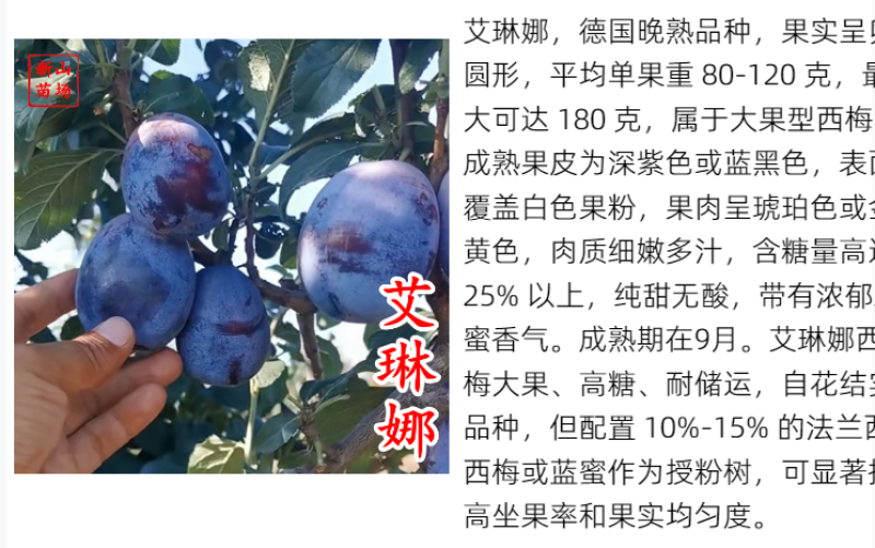艾琳娜晚熟新品种9月艾琳娜新疆西梅李子树苗