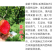 艾琳娜晚熟新品种9月艾琳娜新疆西梅李子树苗