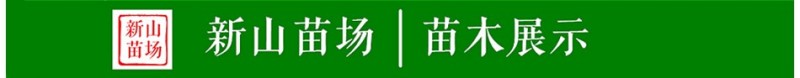 艾琳娜晚熟新品种9月艾琳娜新疆西梅李子树苗