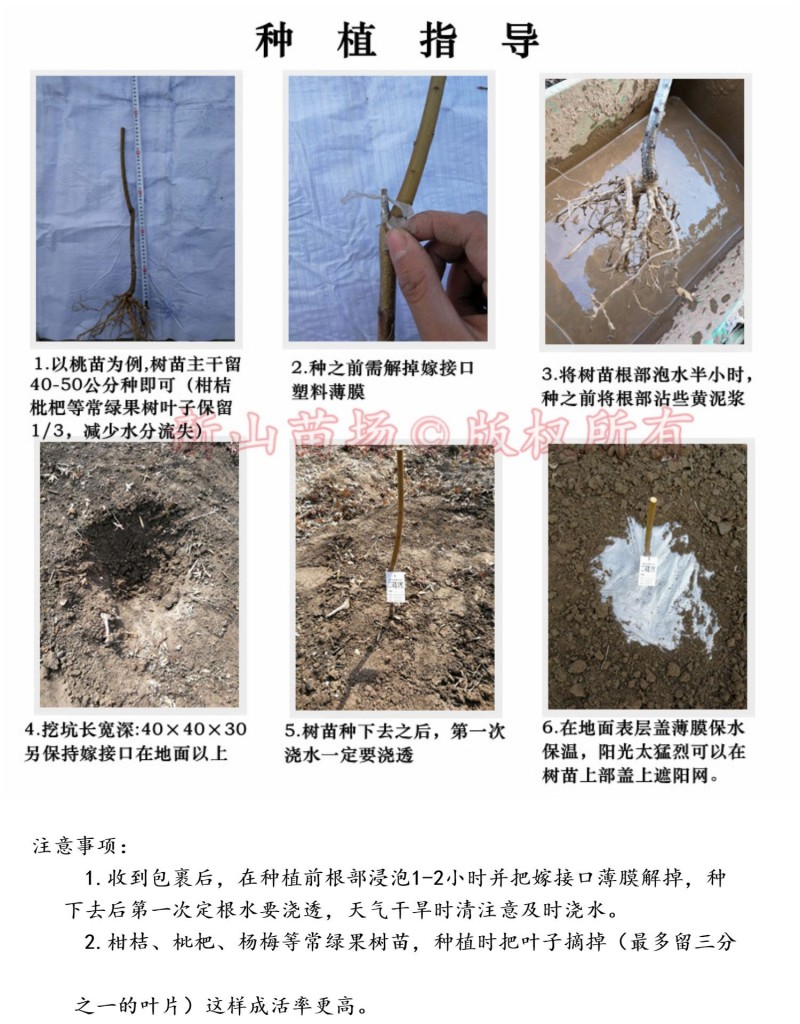 艾琳娜晚熟新品种9月艾琳娜新疆西梅李子树苗