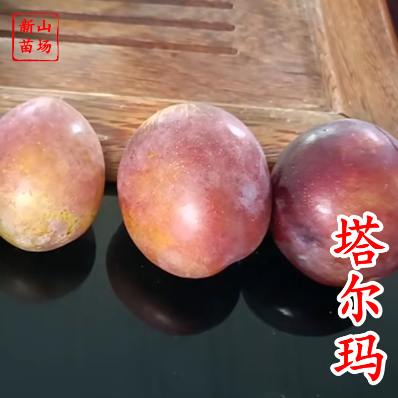 【塔尔玛西梅苗】早熟新品种7月新疆西梅李子树苗