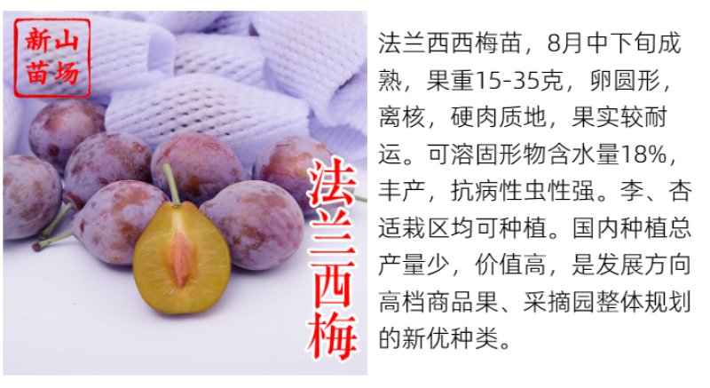 【塔尔玛西梅苗】早熟新品种7月新疆西梅李子树苗