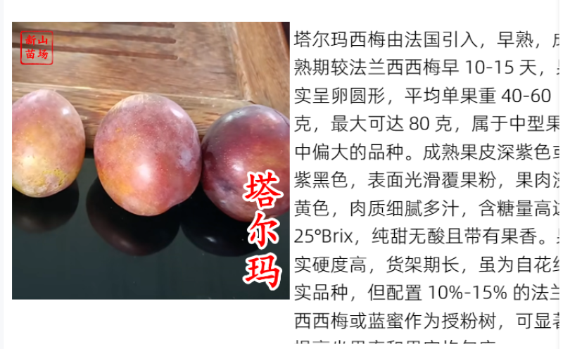 【塔尔玛西梅苗】早熟新品种7月新疆西梅李子树苗
