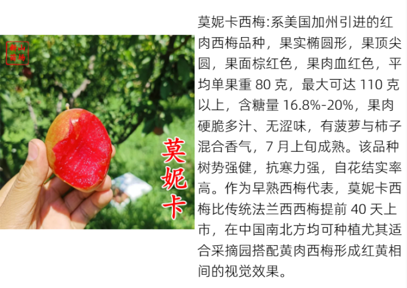 【塔尔玛西梅苗】早熟新品种7月新疆西梅李子树苗